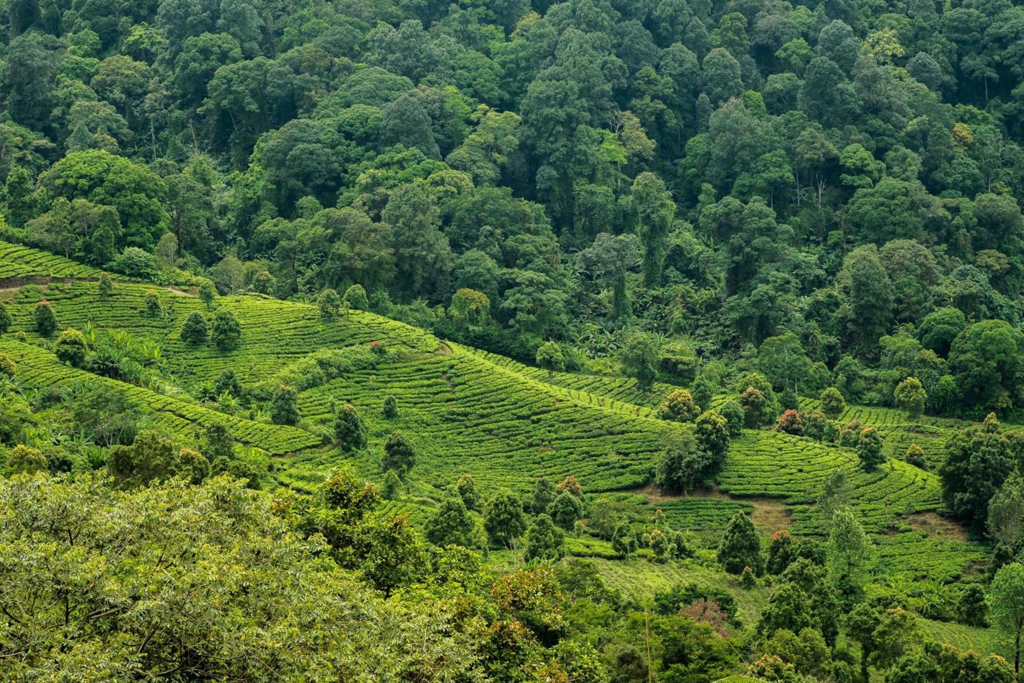 Novus Giri Resort & Spa Puncak Esterno foto